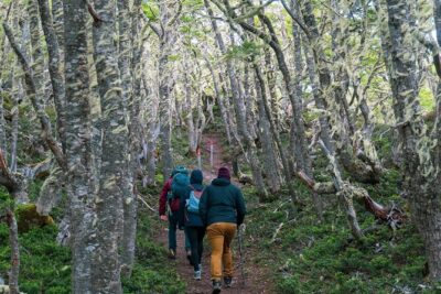 Private Patagonian Forest Hike in Punta Arenas: 4 Hour - Private Attention on a 4 to 5 Hour Schedule That Stays Real