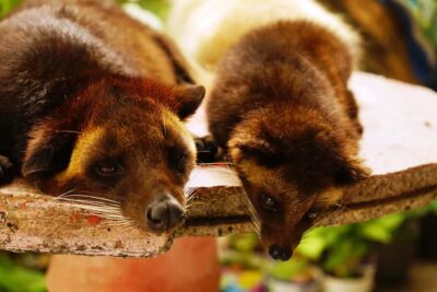 Private Sekumpul Waterfall Hiking Tour - Coffee Plantation Reality: Kopi Luwak Without the Mystery