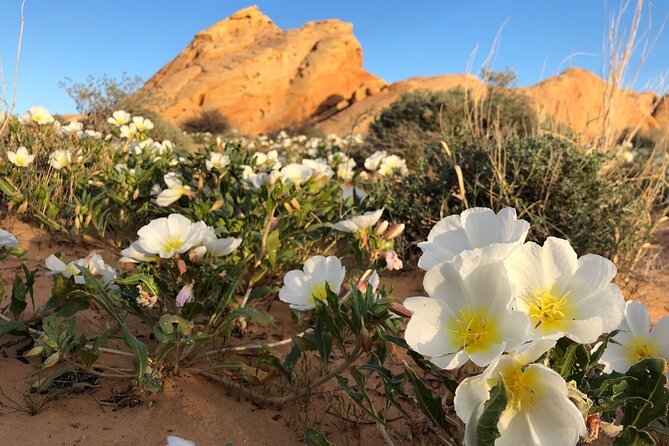 Private Valley of Fire Hiking and Sightseeing Adventure - A private hike plan that follows your pace