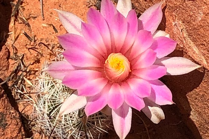Private Valley of Fire Hiking and Sightseeing Adventure - Your main stop: Valley of Fire State Park highlights