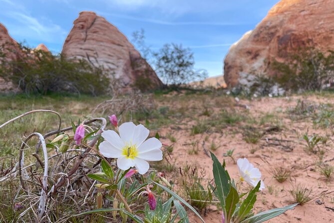 Private Valley of Fire Hiking and Sightseeing Adventure - Food, water, and getting comfortable for 6–10 hours