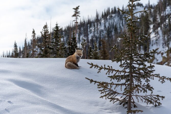 Private Wildlife Hiking Tour in Rocky Mountain National Park - Why This Private Wildlife Hike Works in Rocky Mountain National Park