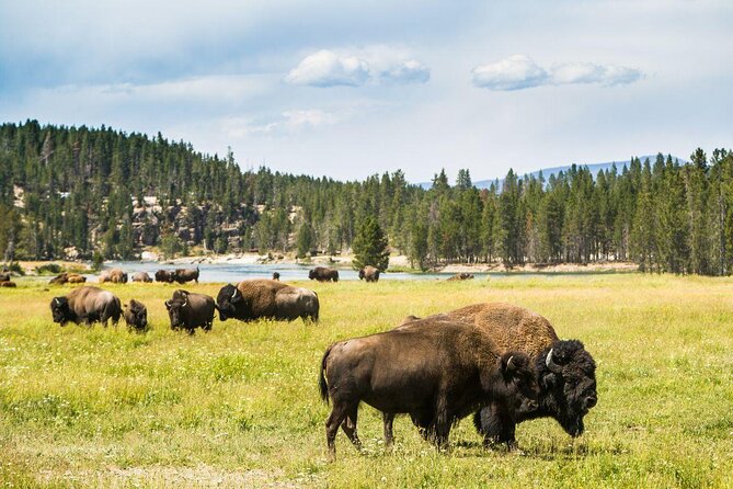 Private Yellowstone Tour: ICONIC Sites, Wildlife, Family Friendly Hikes + lunch - Key Points Before You Go