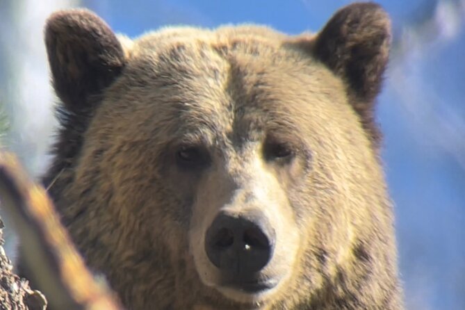 Private Yellowstone Tour: ICONIC Sites, Wildlife, Family Friendly Hikes + lunch - Grand Canyon of Yellowstone: The View That Makes People Remember
