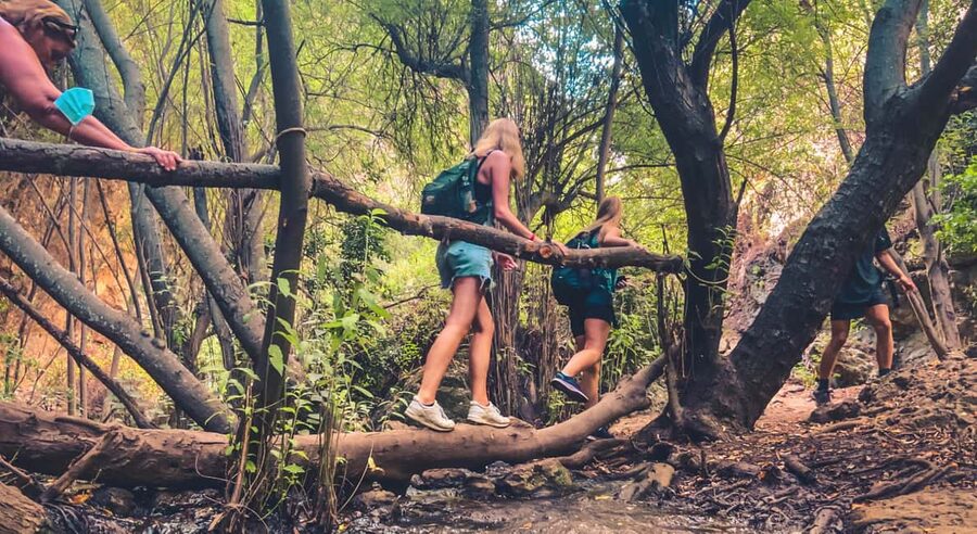 Punta Cana: Los Haitises Hike & Kayaking Mangroves - The Rain Forest Hike: Medicinal Plants, Canopy Walk, and Two Forest Types