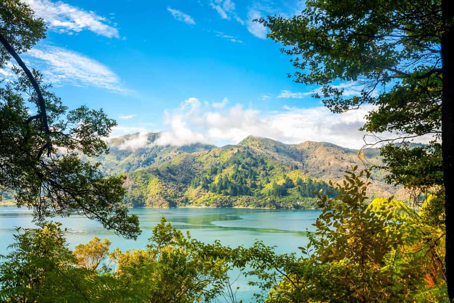 Queen Charlotte Track: Cruise & Self-Guided Hike from Picton - Choosing your hike: 12.7 km to Punga Cove or 17 km to Furneaux Lodge
