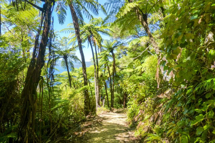 Queen Charlotte Track: Cruise & Self-Guided Hike from Picton - FAQ