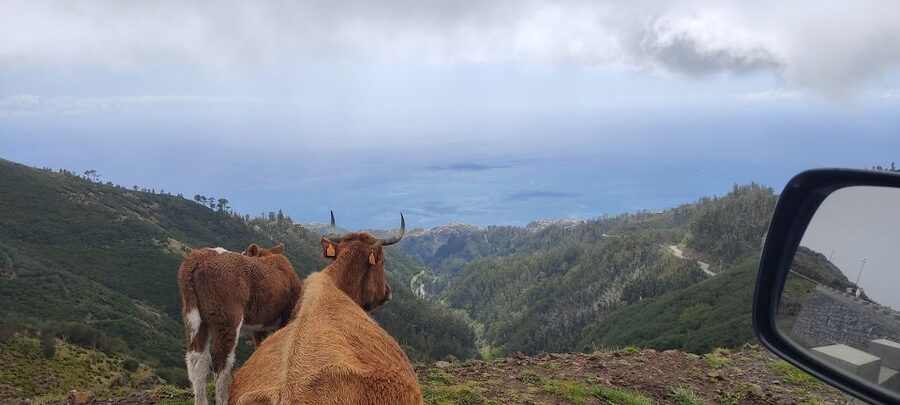 Rabaçal: 25 Fontes & Risco Levada Hiking Transfer - Weather shifts: when your day needs a Plan B