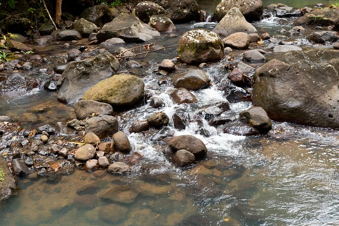 Rainforest Hike and Waterfall Safari - Anse La Raye and Venus Estate Waterfall: swim time, photos, and cooling off