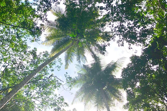 Rainforest Hike and Waterfall Safari - Guides make or break the vibe (and the best stories come from names like Lulu and Crystal)