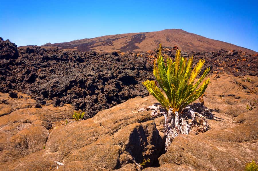 Réunion: Piton de la Fournaise Guided Volcano Hike - Guides, Pace, and Group Energy: What Works on This Hike