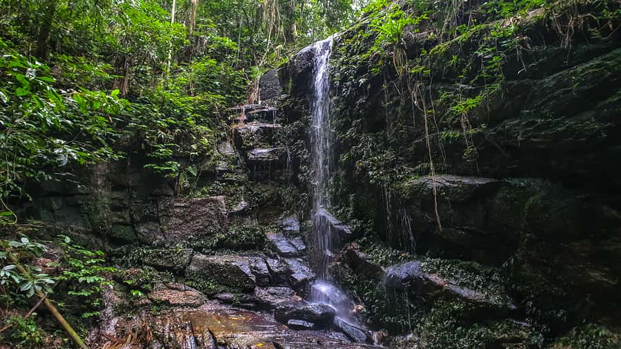 Rio de Janeiro: Tijuca Forest Waterfall of Souls Hike - Meeting the guide at the park gate and getting to the trail