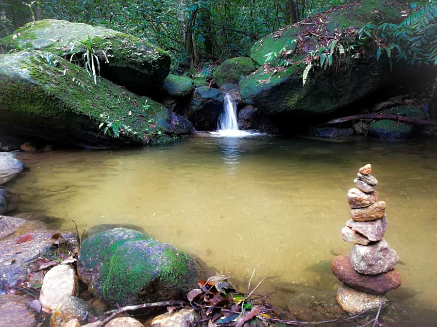Rio de Janeiro: Tijuca Forest Waterfall of Souls Hike - Fauna spotting, quatis, and why the guide encourages safe observation