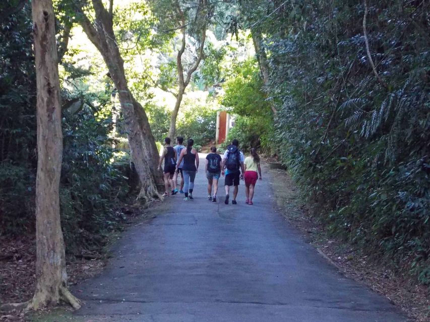 Rio de Janeiro: Tijuca Peak Guided Hike - The Tijuca National Park Museum: why the forest story matters