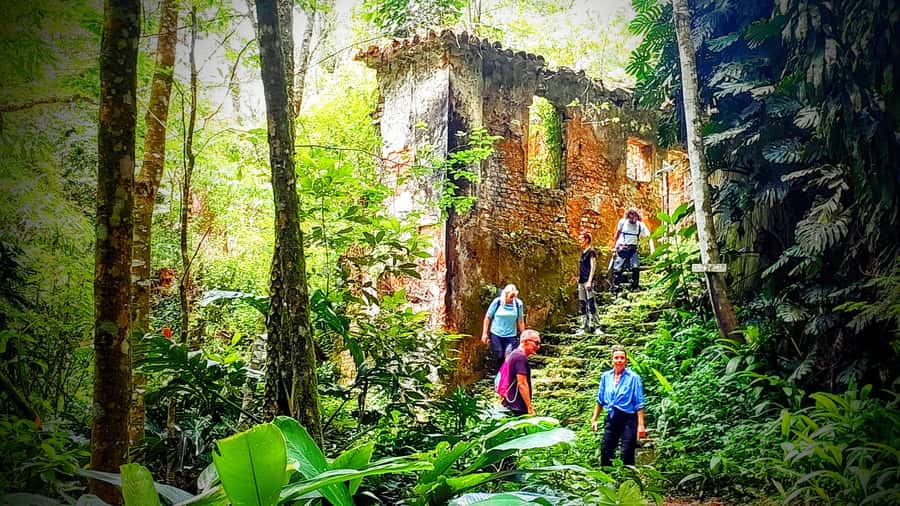 Rio: Tijuca Forest Small Group Hike to Caves and Waterfalls - Entering Tijuca Forest: A Quick Escape With Big Payoff