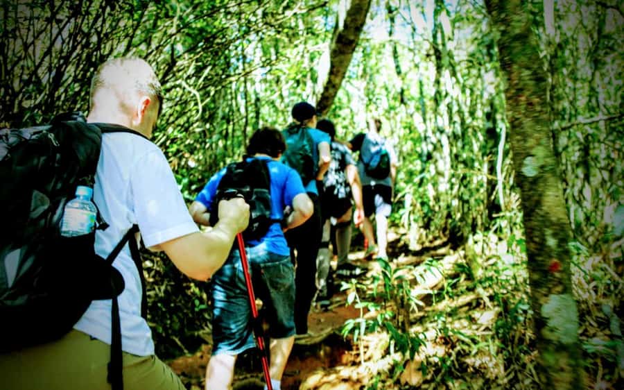 Rio: Tijuca National Park Small-Group Hike to Pedra Bonita - Why the guide matters: small-group attention, strong explanations, and better spotting
