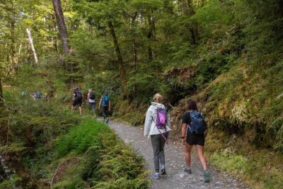 Routeburn Track Guided Hike (Full Day) - Forest start: beech, podocarps, and the quiet tricks of the trail