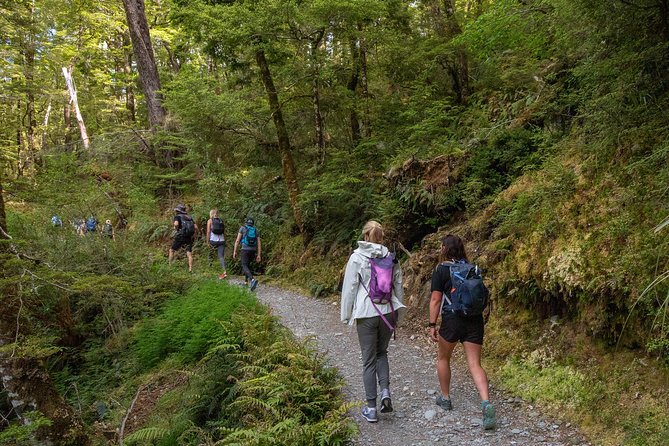 Routeburn Track Guided Hike (Full Day) - Forest start: beech, podocarps, and the quiet tricks of the trail
