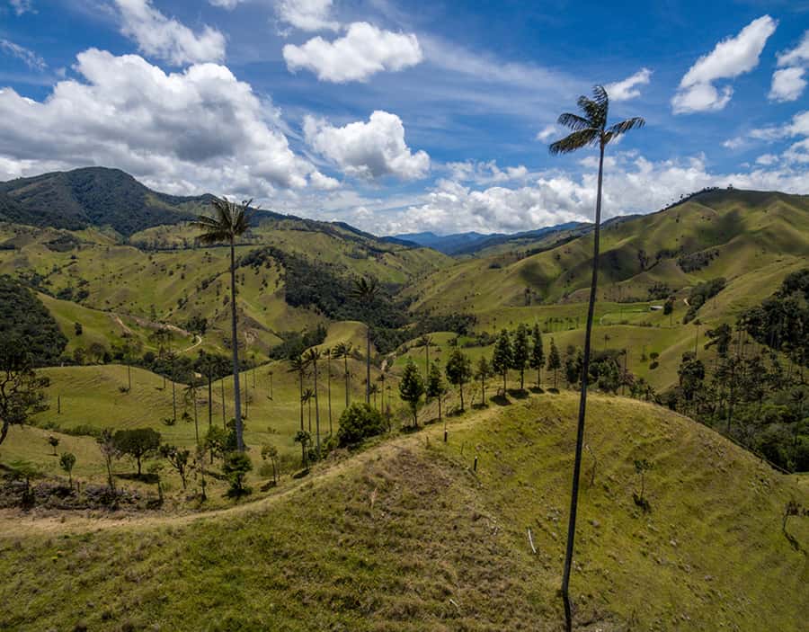 Salento/Pereira: Cocora Valley & Salento Hiking Private Tour - Key things I’d center in your planning