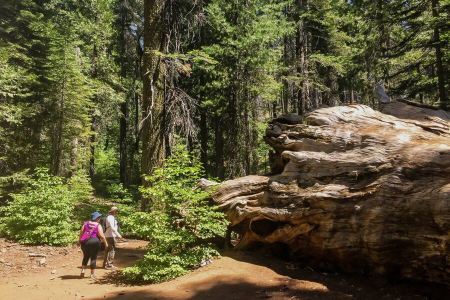 San Francisco: Day Trip to Yosemite with Giant Sequoias Hike - Yosemite icons with quick stops: El Capitan, Half Dome, and Bridalveil Falls