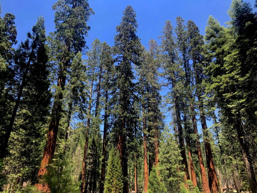 San Francisco: Day Trip to Yosemite with Giant Sequoias Hike - Small-group pacing and crowd control in a 14-hour day