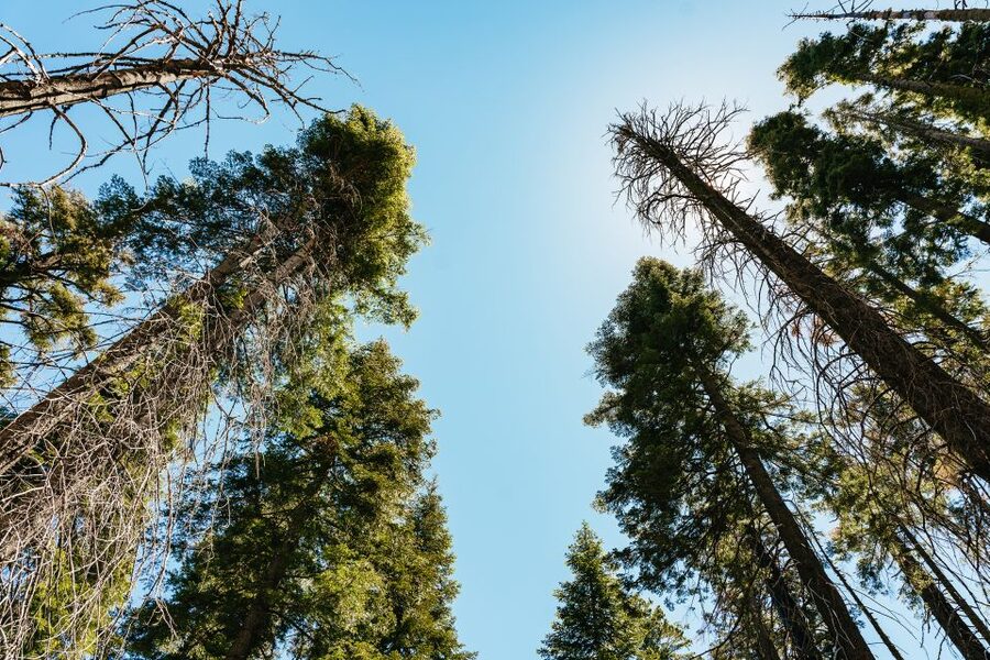 San Francisco: Yosemite National Park & Giant Sequoias Hike - Value and costs: what $219 buys and what to budget