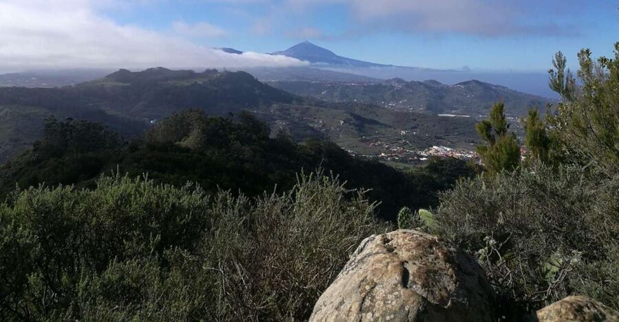 Santa Cruz de Tenerife: 2-Hour Hiking Tour in Anaga Forest - Key things you’ll notice on this Anaga Forest hike