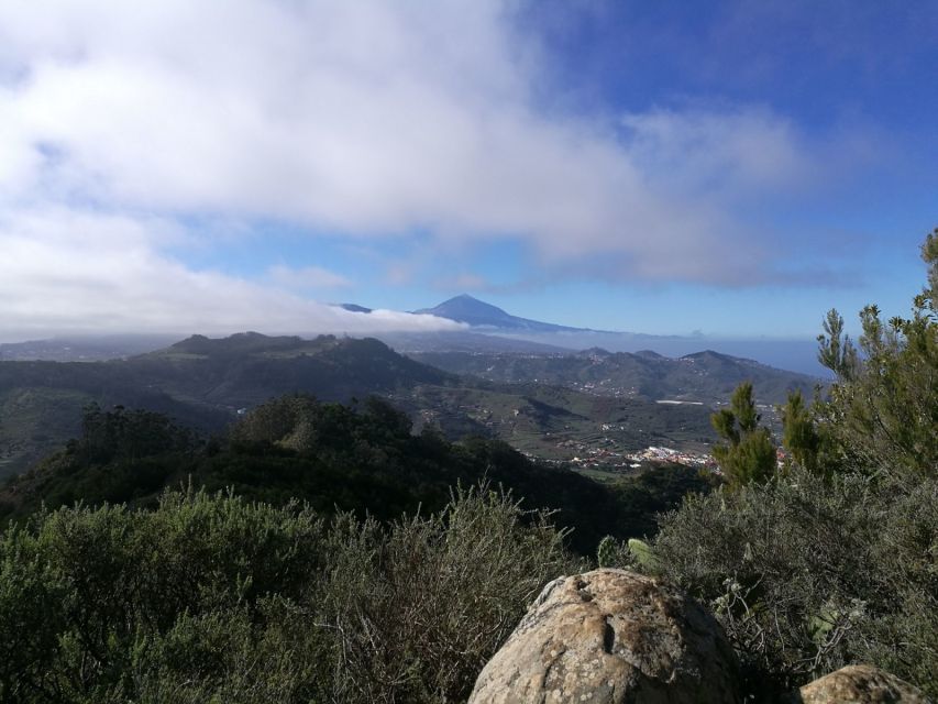 Santa Cruz de Tenerife: 2-Hour Hiking Tour in Anaga Forest - Why Anaga Forest feels like an island inside Tenerife
