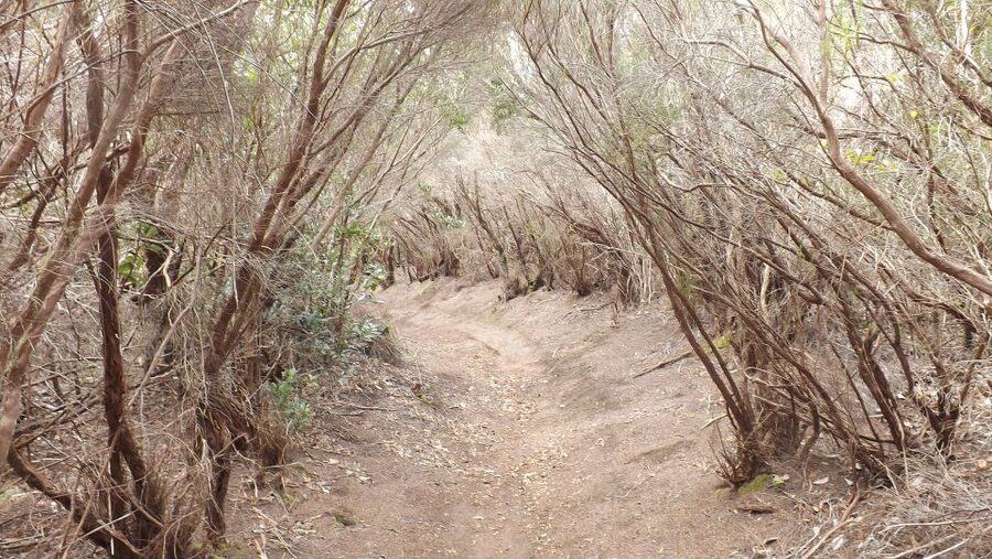 Santa Cruz de Tenerife: 2-Hour Hiking Tour in Anaga Forest - Laurel forest 101: what you’re really walking through