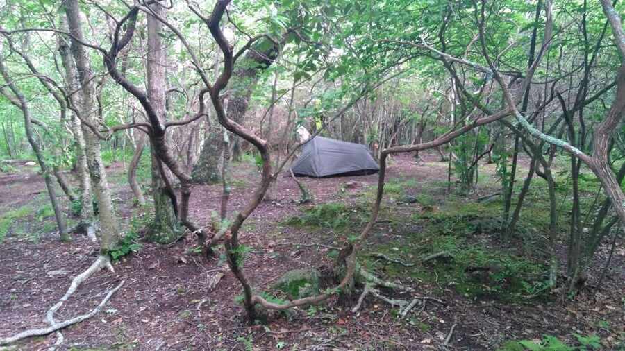 Santa Cruz de Tenerife: 2-Hour Hiking Tour in Anaga Forest - Your guide, Ángel: why the stories matter here