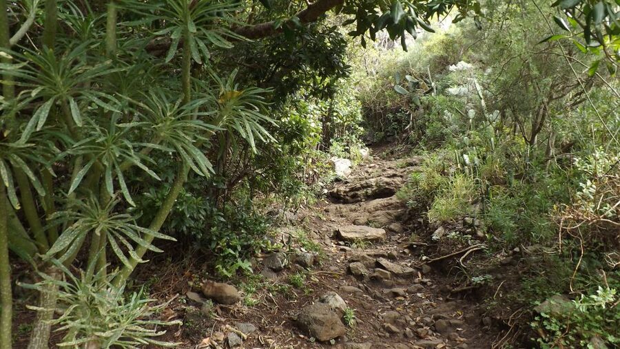 Santa Cruz de Tenerife: 2-Hour Hiking Tour in Anaga Forest - What to bring: the small gear choices that save your day