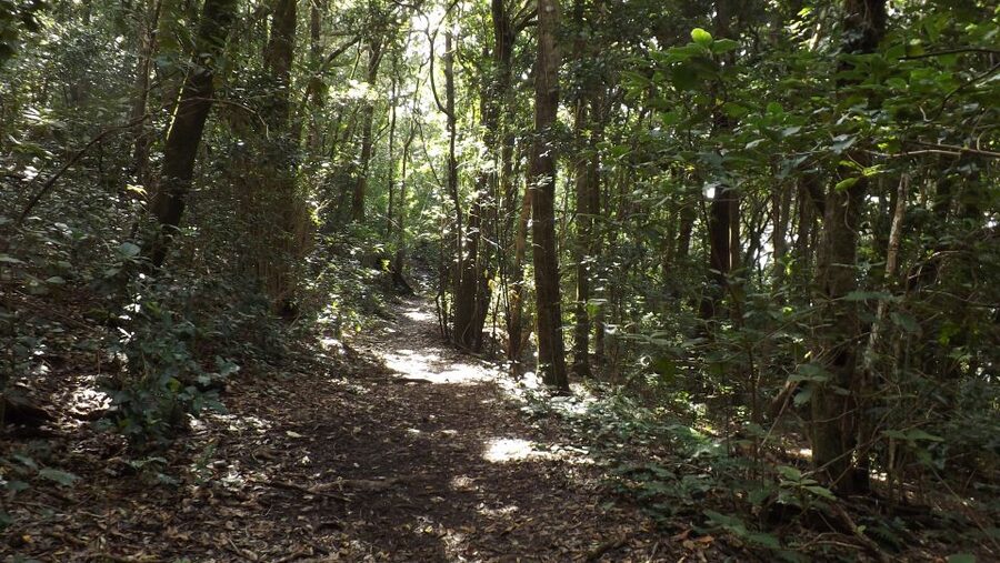 Santa Cruz de Tenerife: 2-Hour Hiking Tour in Anaga Forest - Should you book the Santa Cruz de Tenerife Anaga Forest hike?
