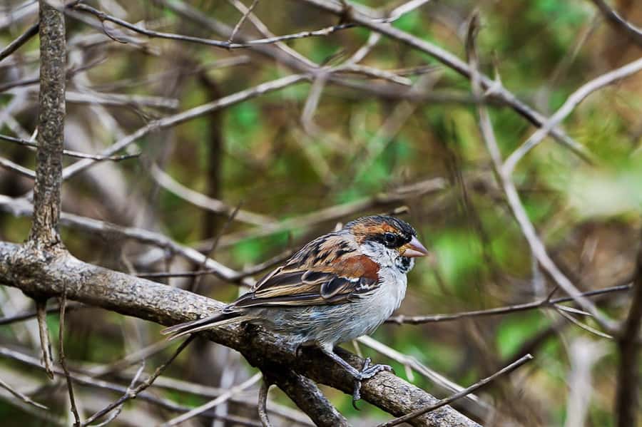Santiago: Monte Tchota Natural Park to Pico d'Antónia Hike - What makes the top special: São Jorge Valley plus distant islands