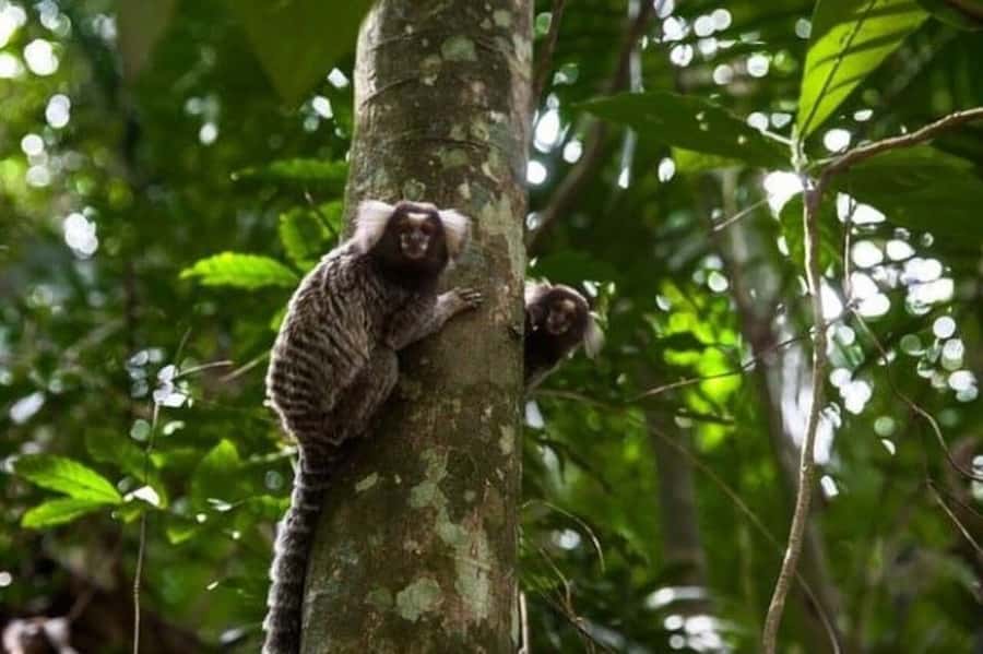 São Paulo: Atlantic Forest Hike in Jaraguá Park with Picnic - Price and logistics: does $212 make sense for a private 5-hour outing?
