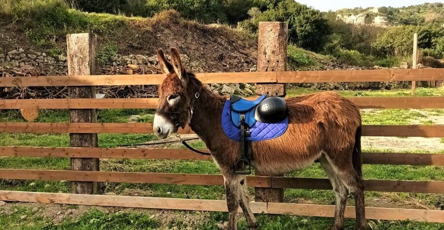 Sassari: hiking with donkeys in Cargeghe and aperitif - Why Donkeys + Sardinian History Works So Well in Cargeghe