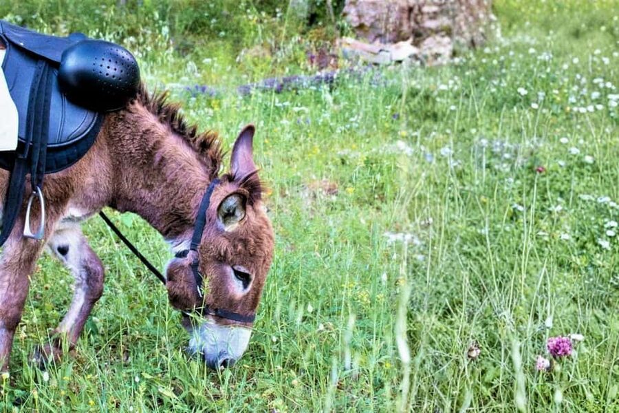 Sassari: hiking with donkeys in Cargeghe and aperitif - Siscia Waterfalls and Natural Pools (Yes, You Can Get Wet)