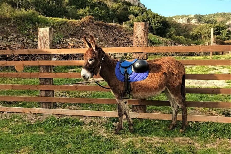 Sassari: hiking with donkeys in Cargeghe and aperitif - Ancient Water Mills: When Walking Becomes a History Lesson