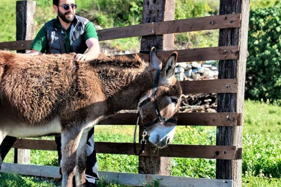 Sassari: hiking with donkeys in Cargeghe and aperitif - A 19th-Century Lime Kiln Stop That Adds Real Texture