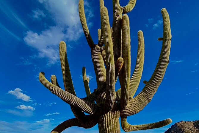 Scottsdale Desert Classic Guided Hiking Adventure - Value at $145: What You’re Paying For Beyond the Walk