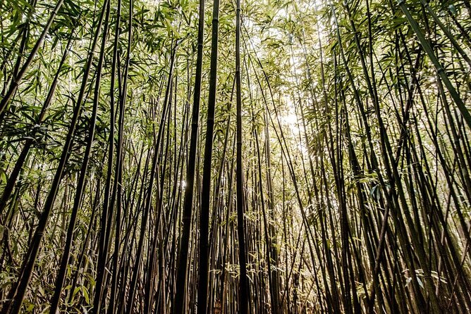 Self guided Hike Trail to Nature Walk & Waterfall - Stop 1: The Manoa Falls Trail hike through Rainbow Valley