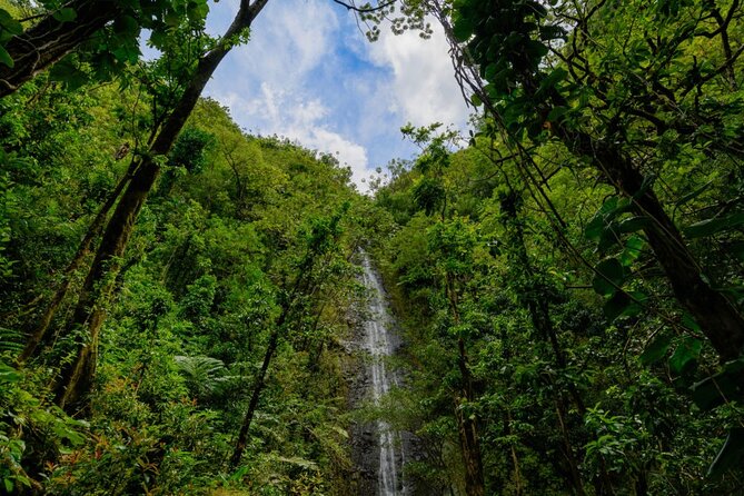 Self guided Hike Trail to Nature Walk & Waterfall - Stop 2 at Manoa Falls: short time, big storytelling links