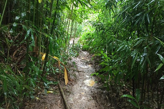 Self guided Hike Trail to Nature Walk & Waterfall - Manoa Valley plant-and-land use history: sugarcane and coffee beginnings