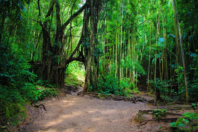 Self guided Hike Trail to Nature Walk & Waterfall - Pu’u ‘Ualaka’a State Park: the lookout stop you’ll want for photos