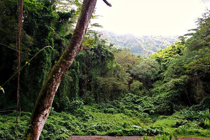 Self guided Hike Trail to Nature Walk & Waterfall - Guide impact: why the hike feels easier with the right person