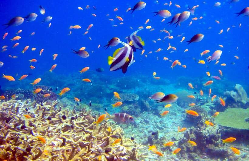 Semporna: Bohey 3 Islands Hike, Snorkel/Dive Tour with Lunch - Mantabuan island stop: snorkeling water plus a small history thread
