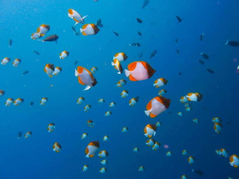 Semporna: Bohey 3 Islands Hike, Snorkel/Dive Tour with Lunch - The lunch break on the remote-feeling island bay