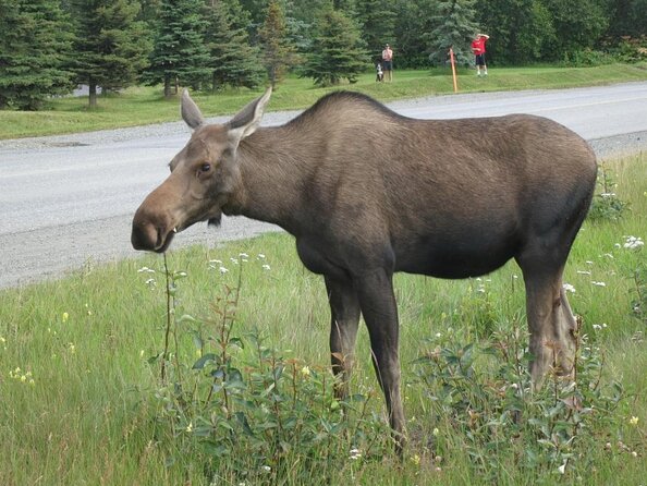 Seward to Anchorage transfer with National Park hike and AWCC - Key Highlights You Should Not Miss