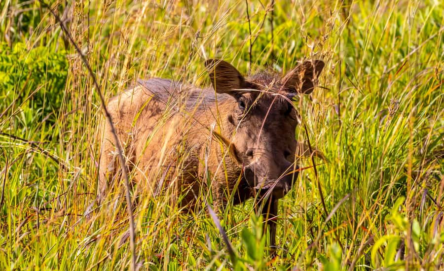 Shimba Hills Day Safari & Sheldrick Falls Hike Private Tour - Price and Value: $270 for a private 8–10 hour day