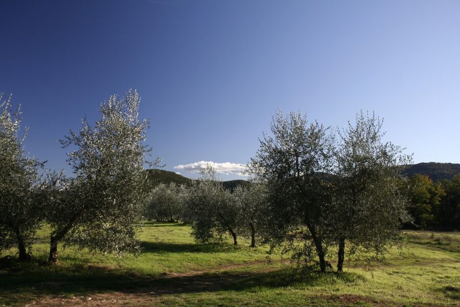 Siena: Half-day Guided Hike to Monteriggioni - Morning Pickup at Siena’s Train Station: How to Start Smooth