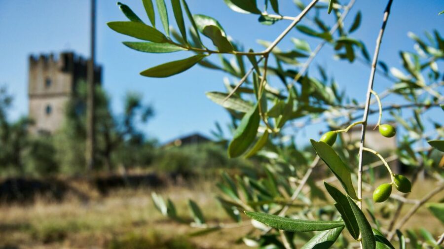 Siena: Half-day Guided Hike to Monteriggioni - Who This Hike Suits Best (and Who Should Skip It)
